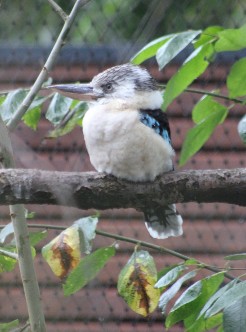 Blue-winged kookaburra