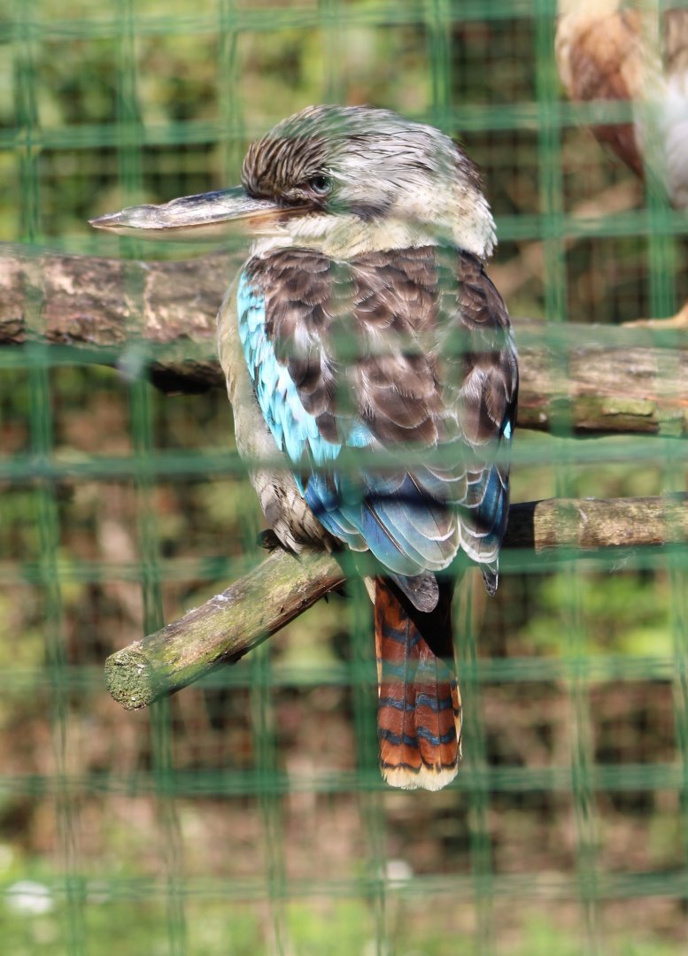 Blue-winged kookaburra