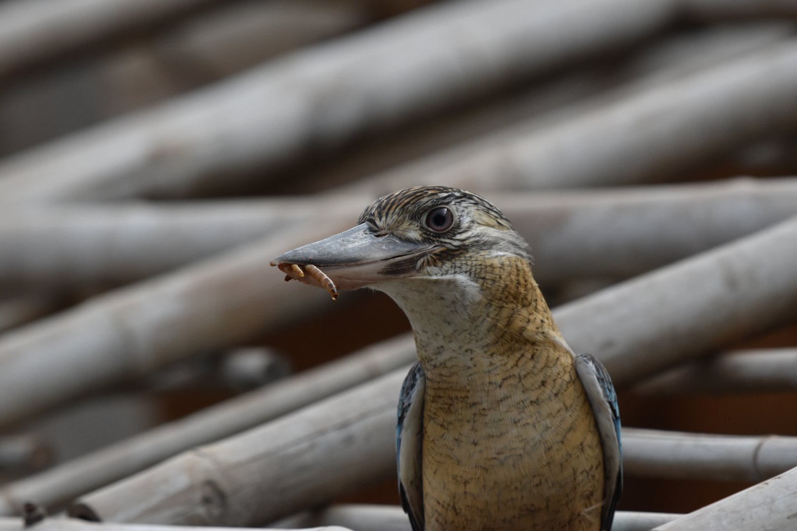 Blue-winged kookaburra