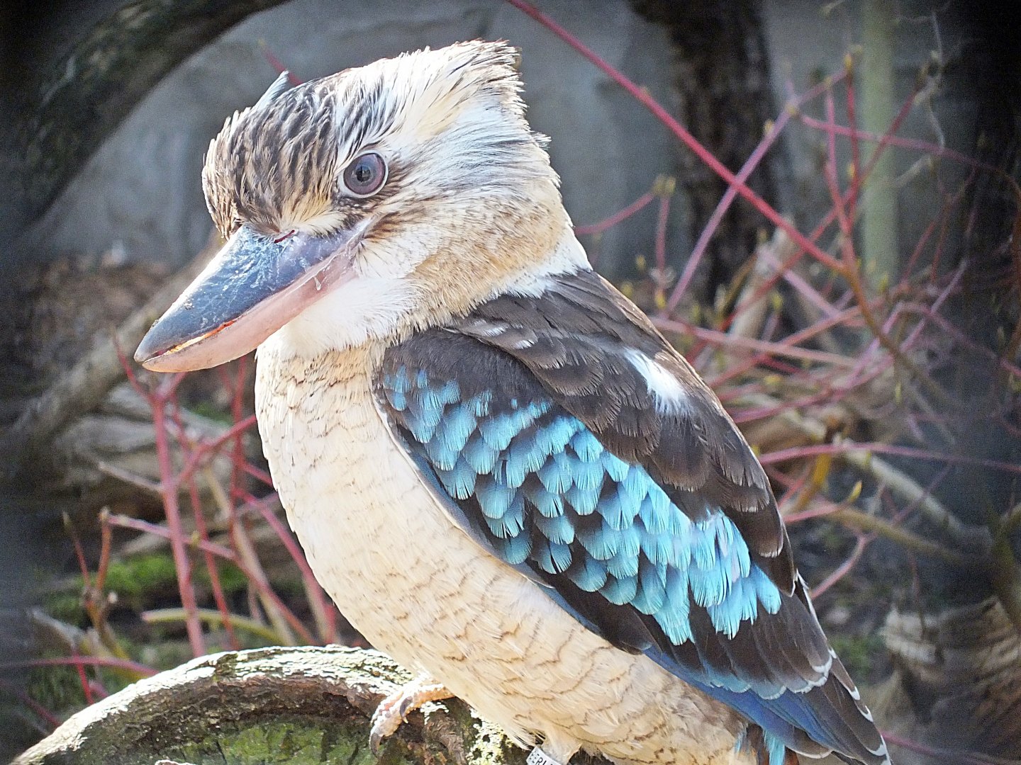 Blue-winged kookaburra