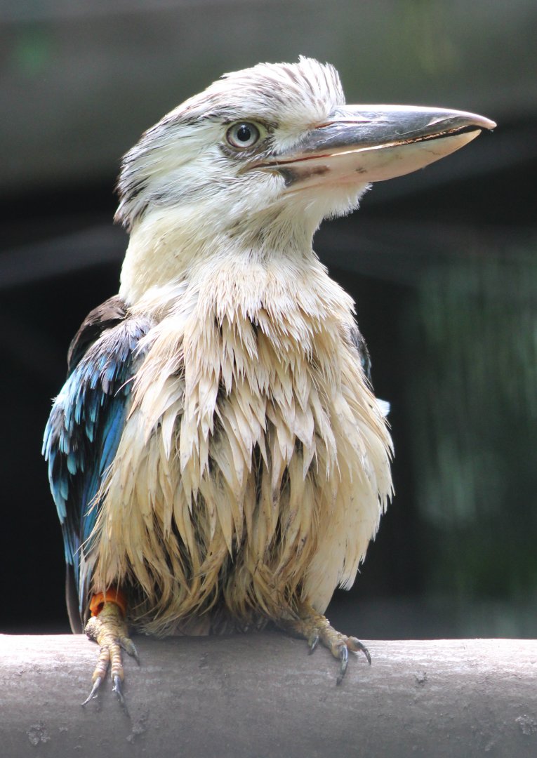 Blue-winged kookaburra