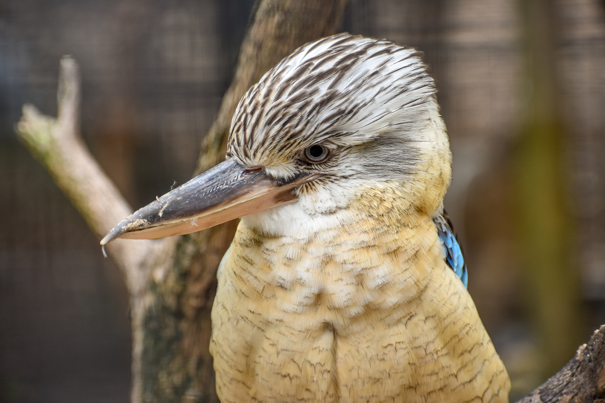 Blue-winged Kookaburra
