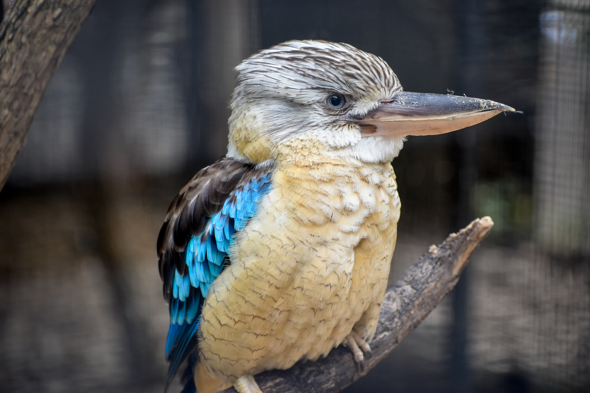 Blue-winged Kookaburra