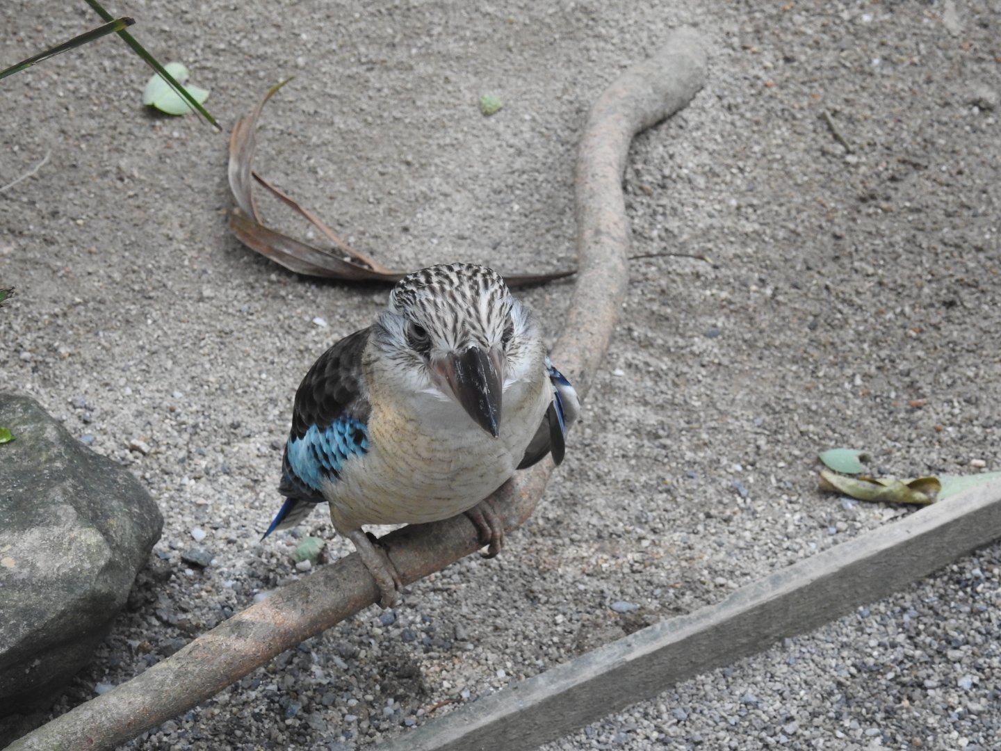 Blue-Winged Kookaburra