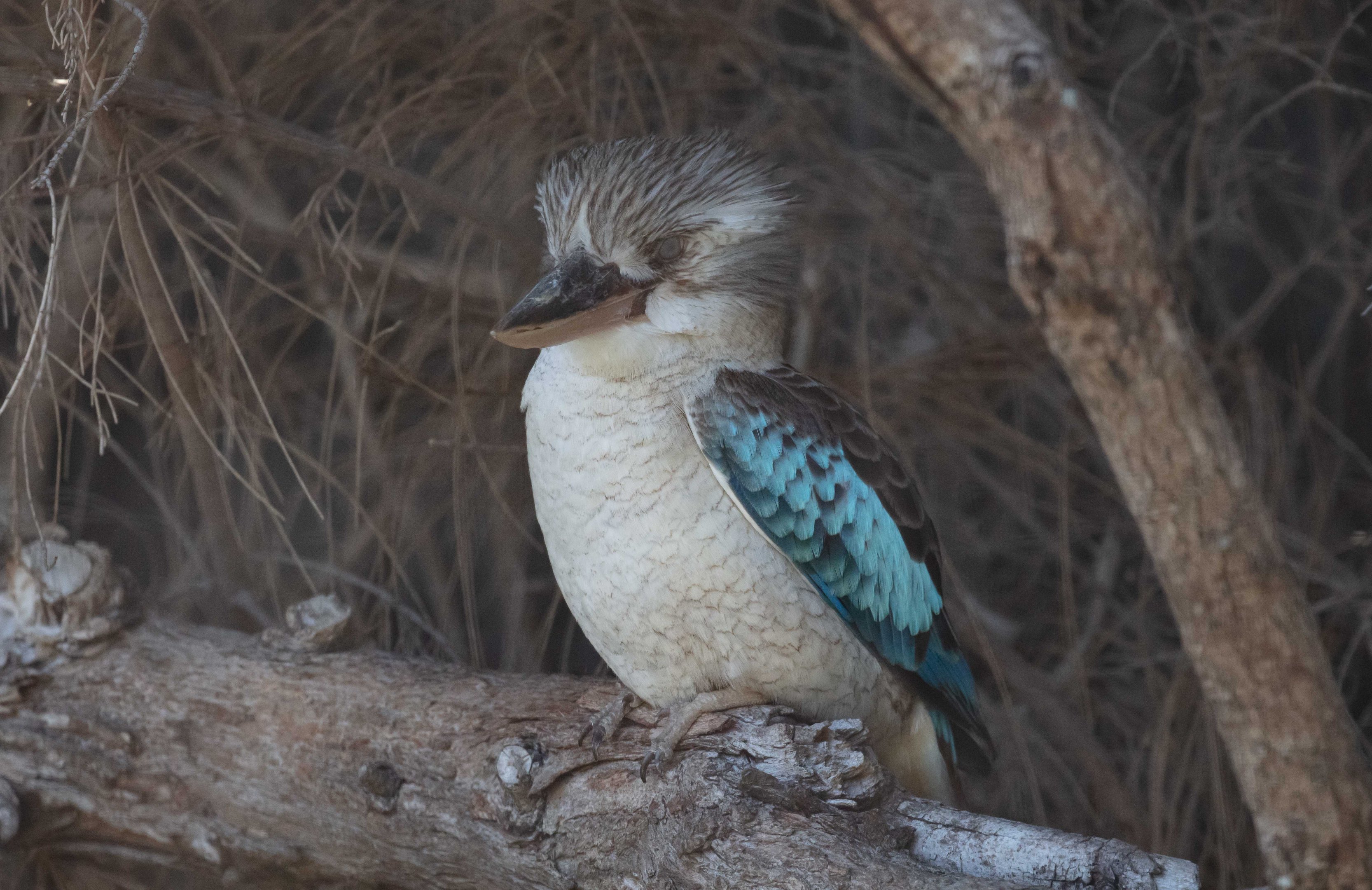 Blue-winged Kookaburra
