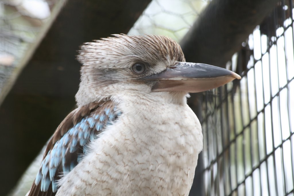 Blue-winged Kookaburra