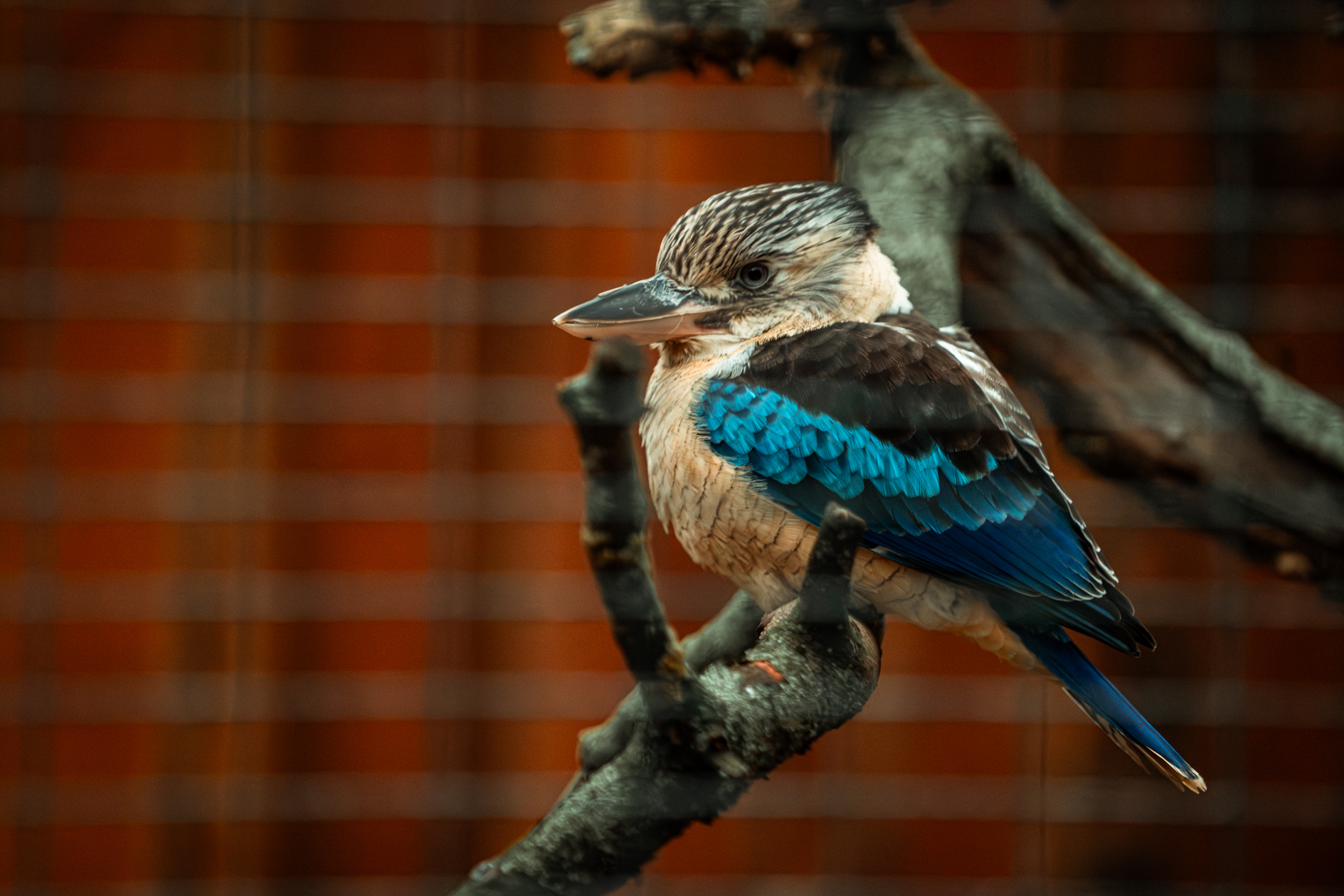Blue-winged kookaburra