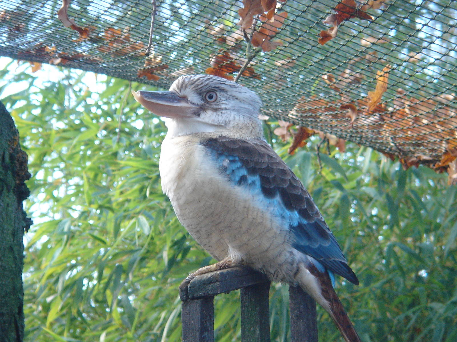 Blue-winged Kookaburra