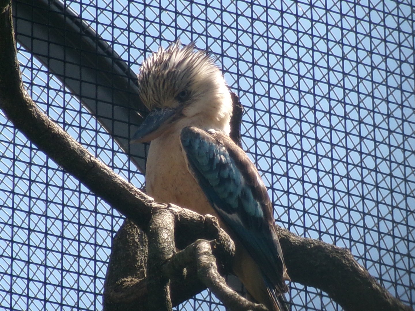 Blue-winged kookaburra