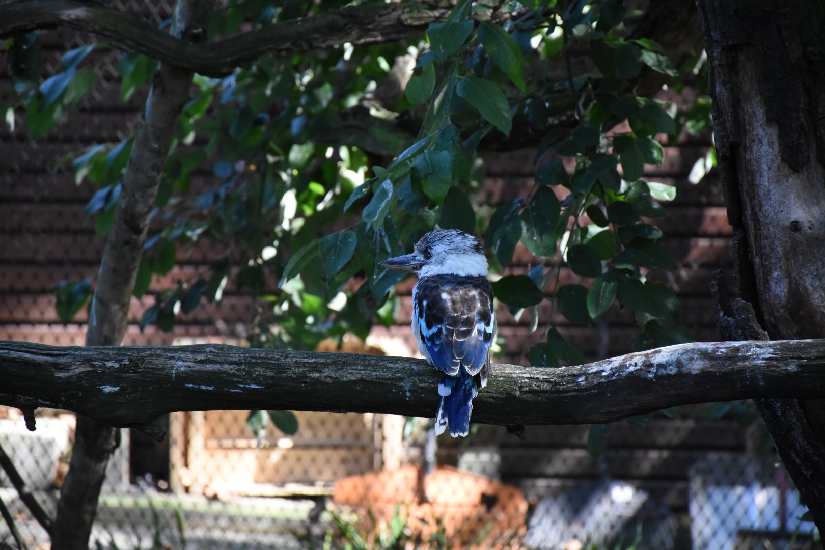 Blue-winged kookaburra