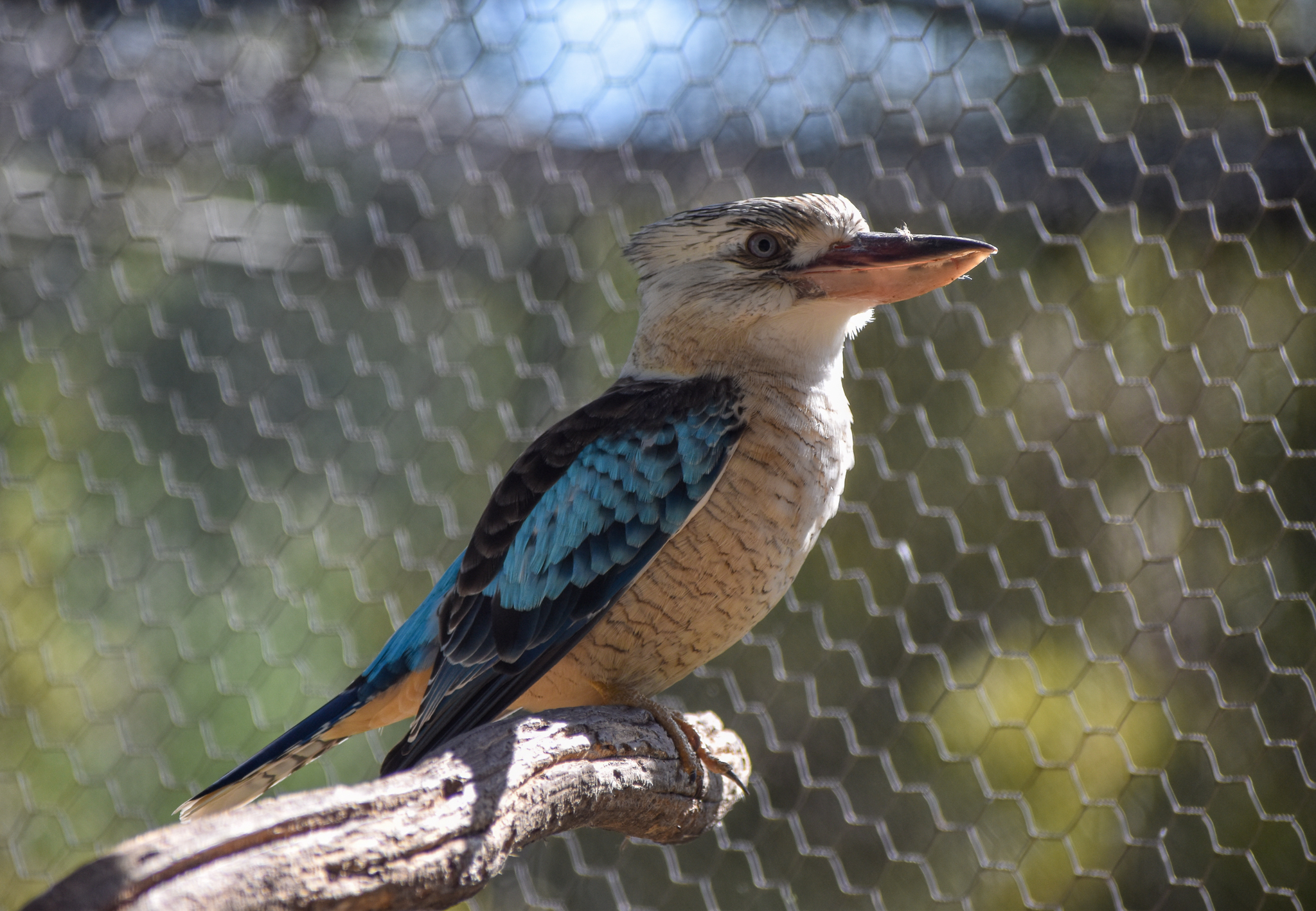 Blue-winged Kookaburra