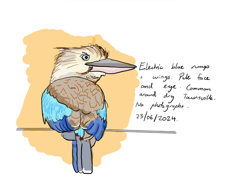 Blue-winged Kookaburra