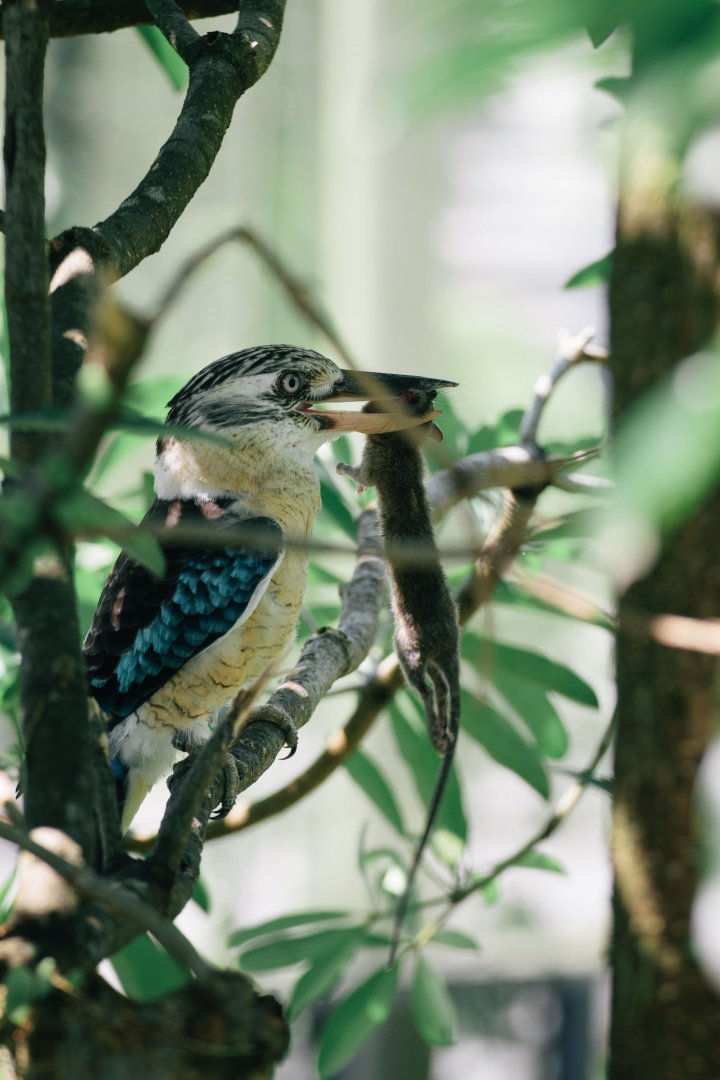 Blue Winged Kookaburra