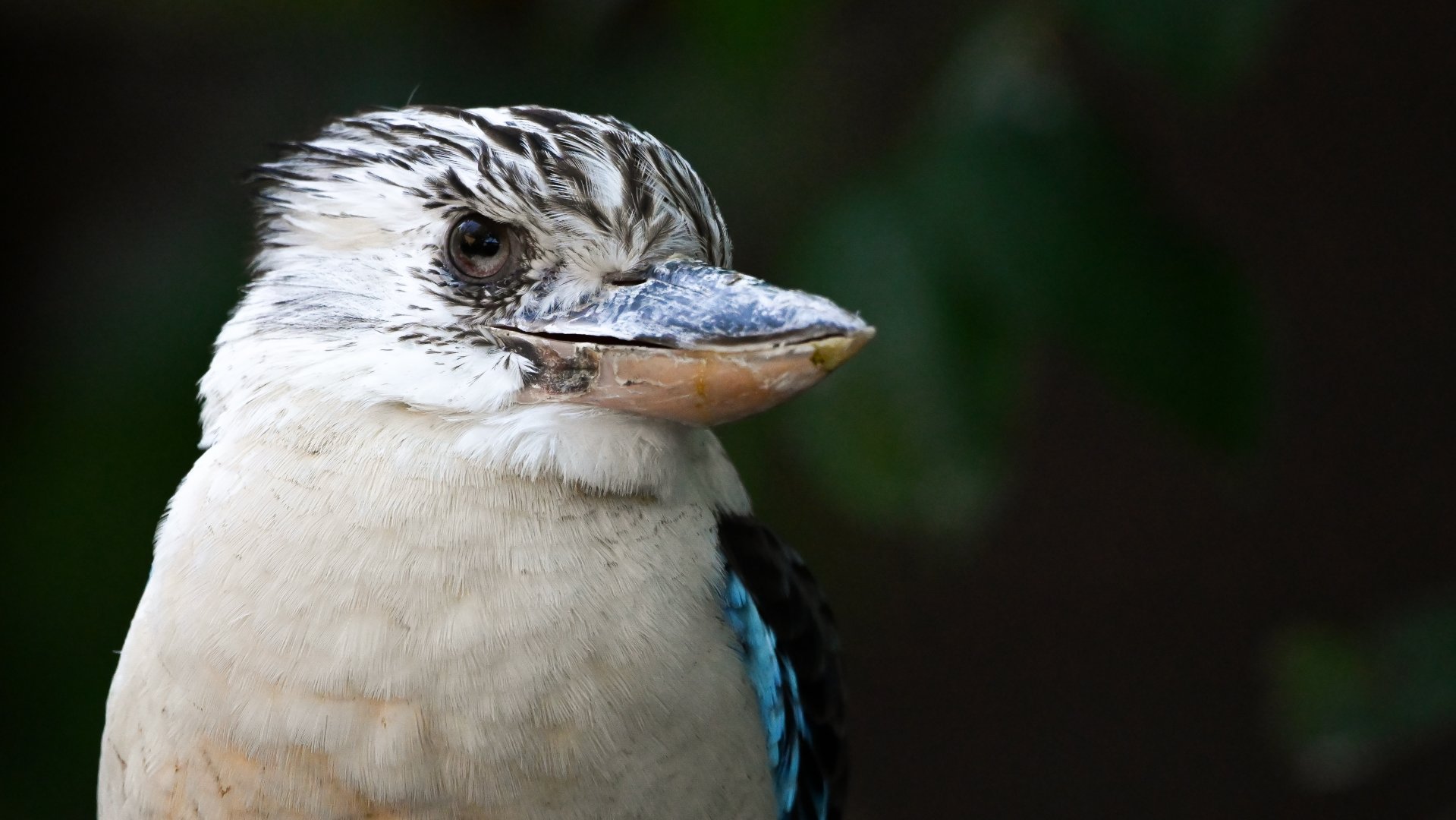 Blue-winged kookaburra