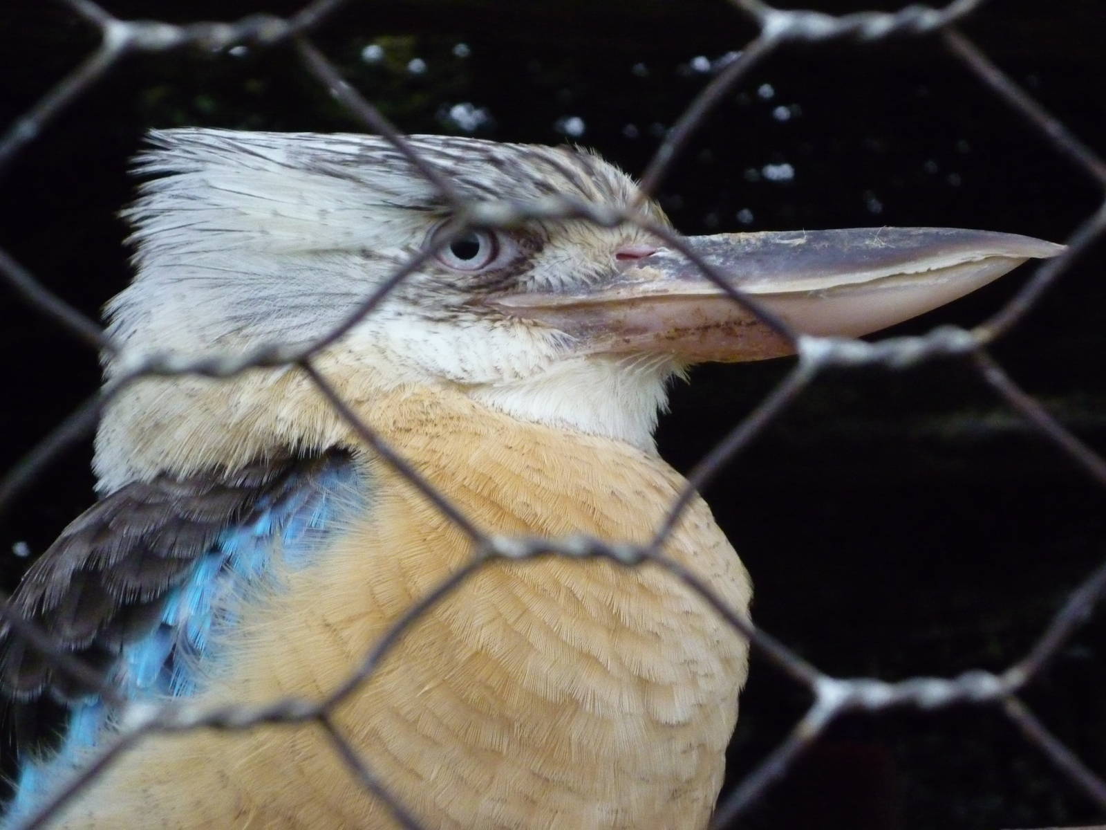 Blue-winged Kookaburra