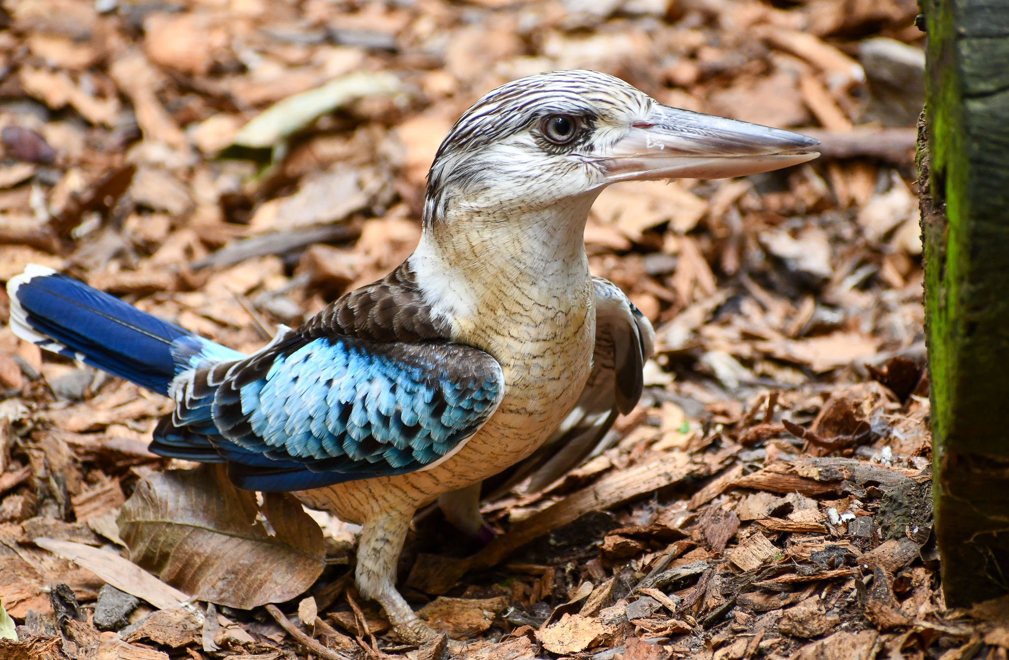Blue-winged Kookaburra