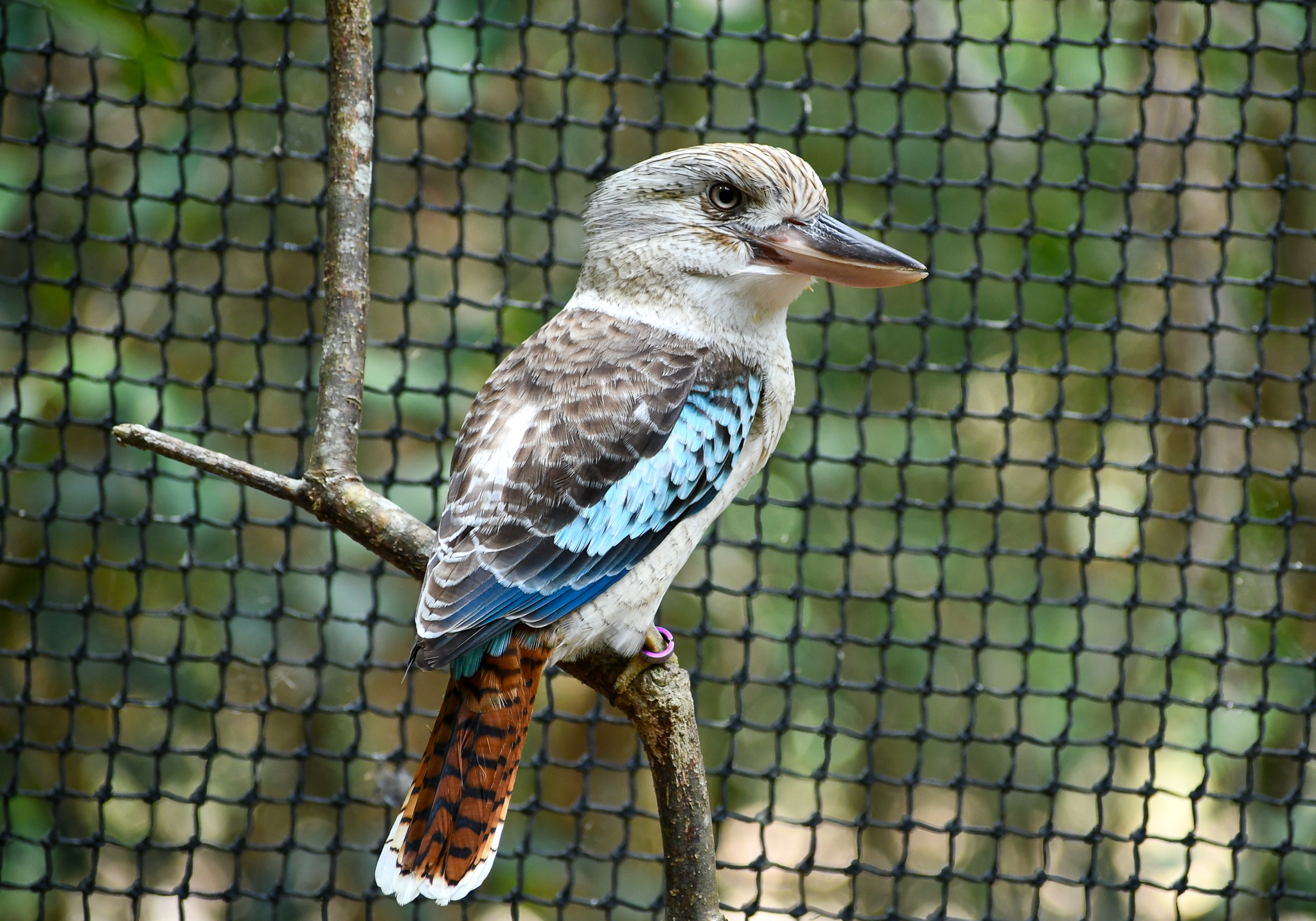 Blue-winged Kookaburra