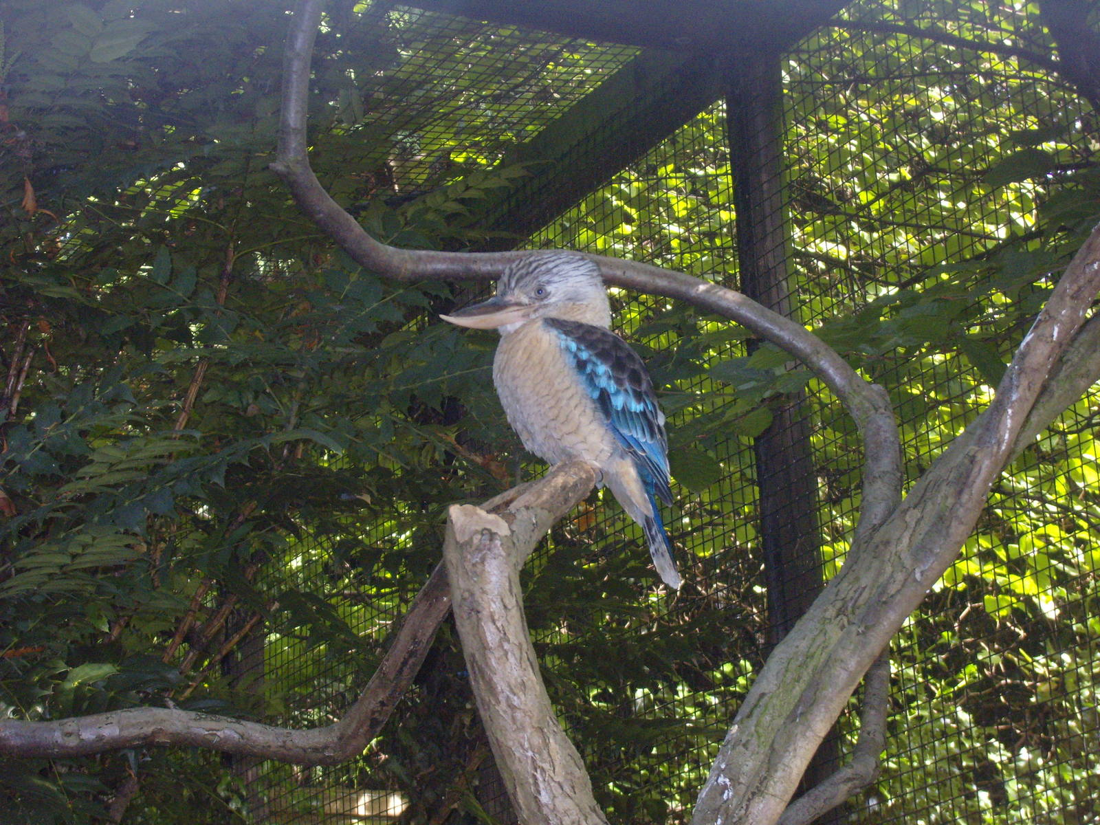 Blue-winged Kookaburra