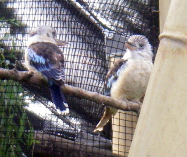 Blue-winged Kookaburras (Dacelo leachii)