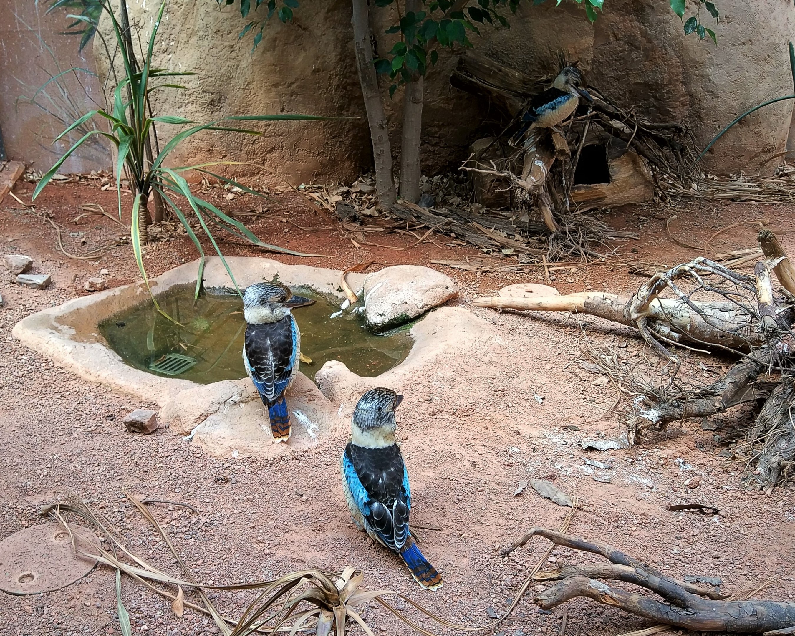 Blue-winged Kookaburras
