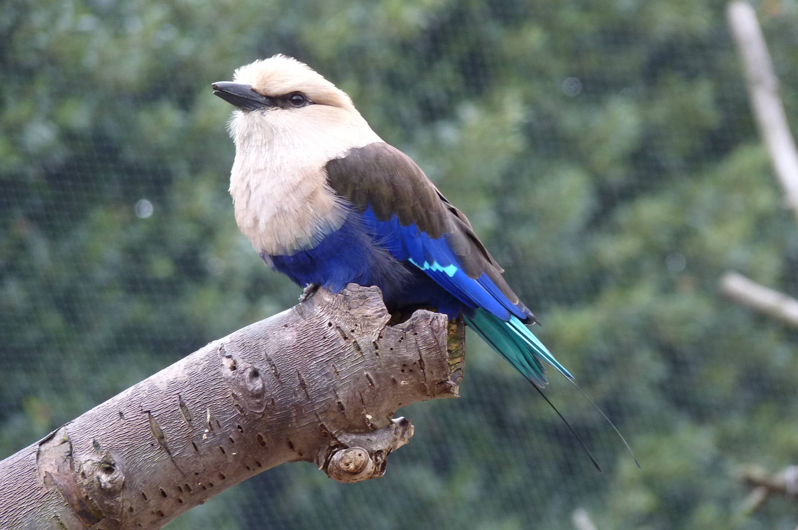 Blue Winged Kukaburra, 9 February 2014