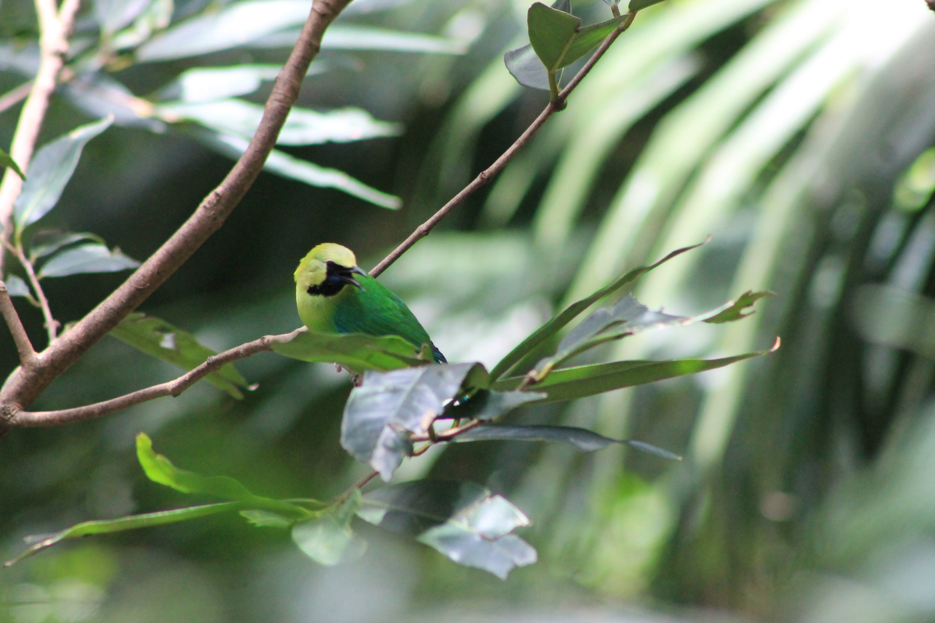Blue-winged Leafbird (Chloropsis cochinchinensis)