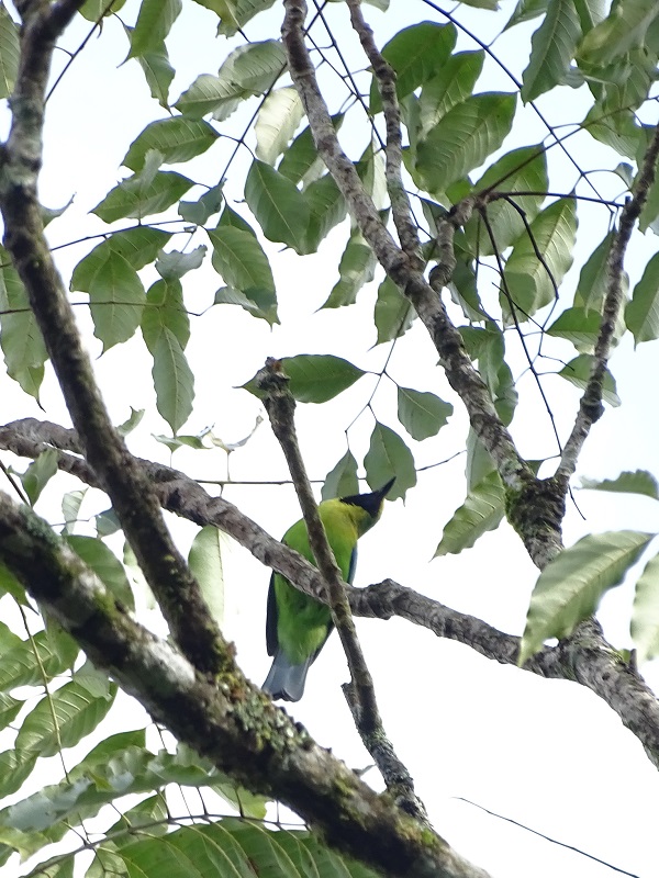 Blue-winged leafbird (Chloropsis moluccensis chlorocephala)