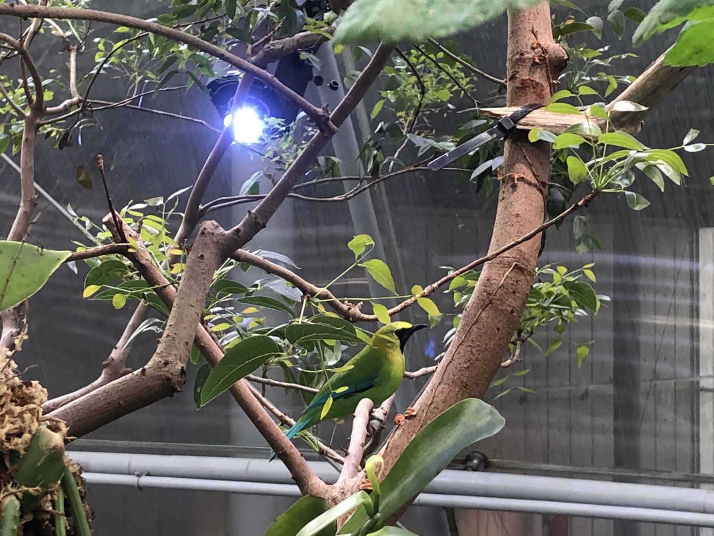 Blue-winged leafbird, Chloropsis moluccensis