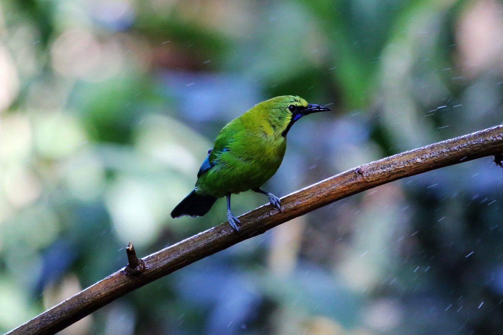 Blue-winged Leafbird (Chloropsis moluccensis)