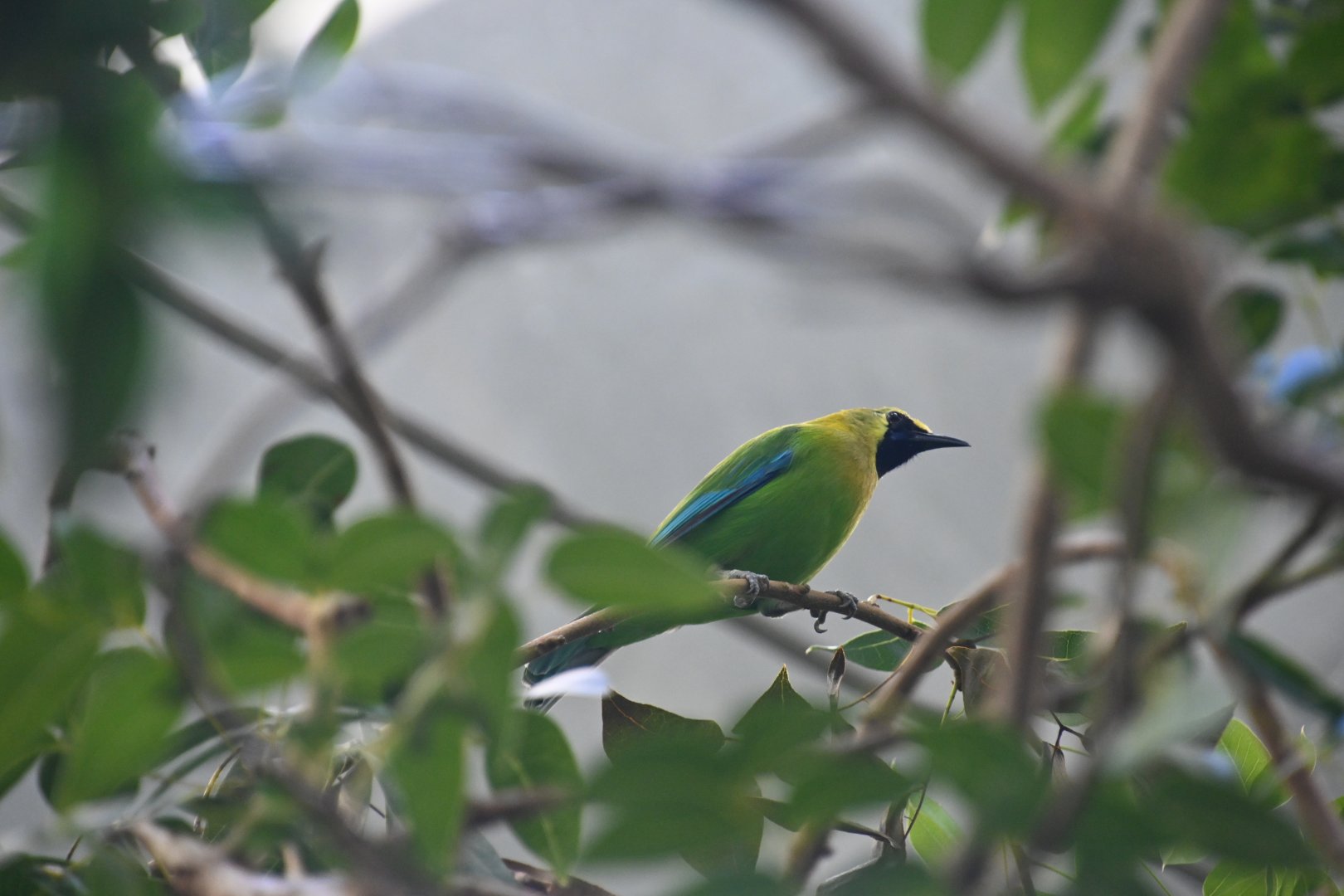Blue-winged leafbird (Chloropsis moluccensis)
