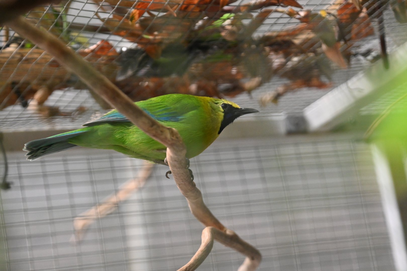 Blue-winged leafbird (Chloropsis moluccensis)