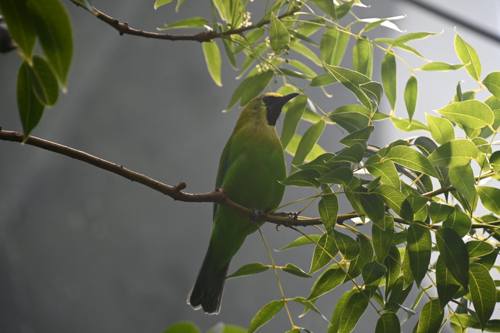 Blue-winged leafbird (Chloropsis moluccensis)