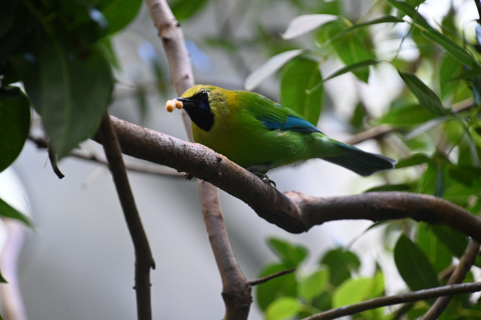 Blue-winged leafbird (Chloropsis moluccensis)