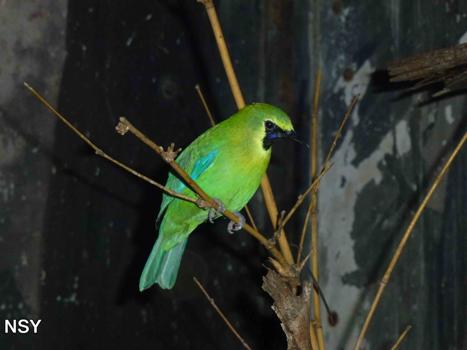 Blue-winged leafbird, June 2013.