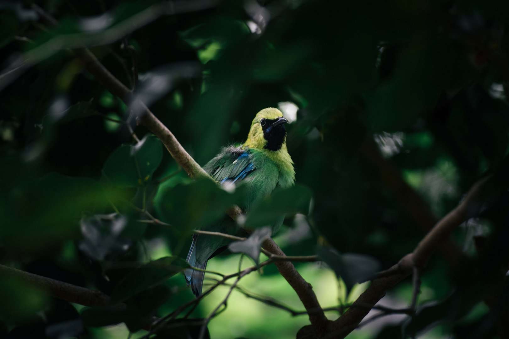 Blue Winged Leafbird (male)