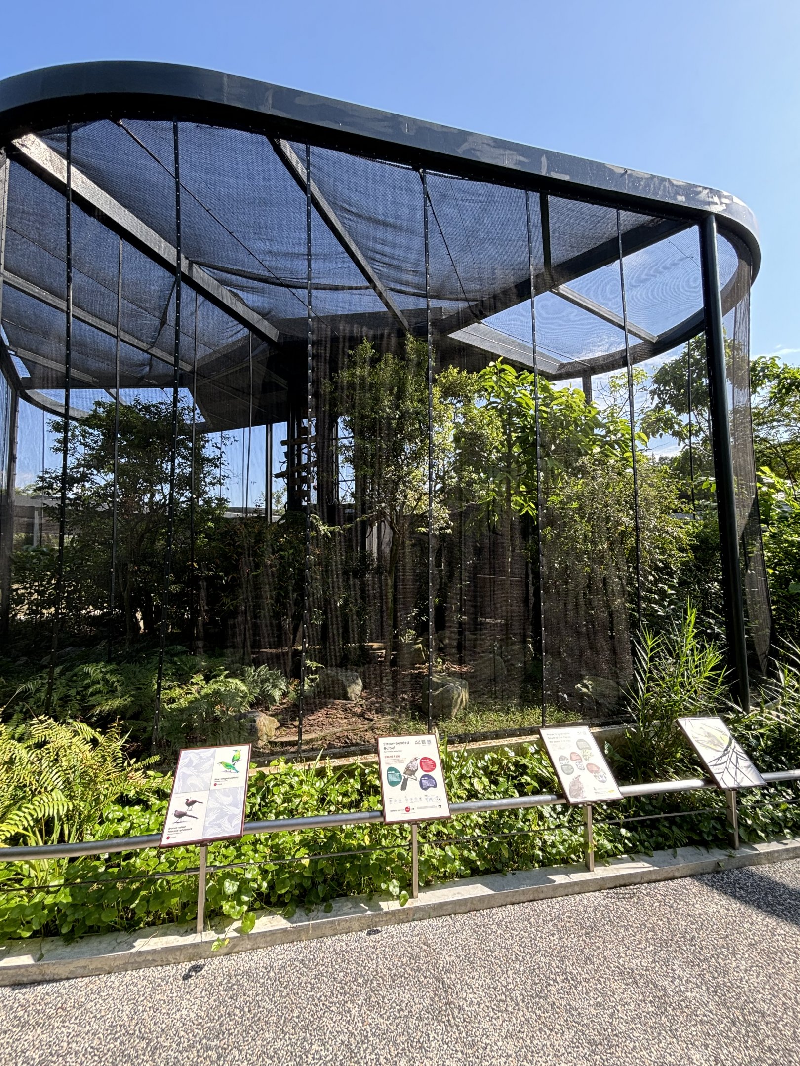Blue-winged Leafbird + Straw-headed Bulbul