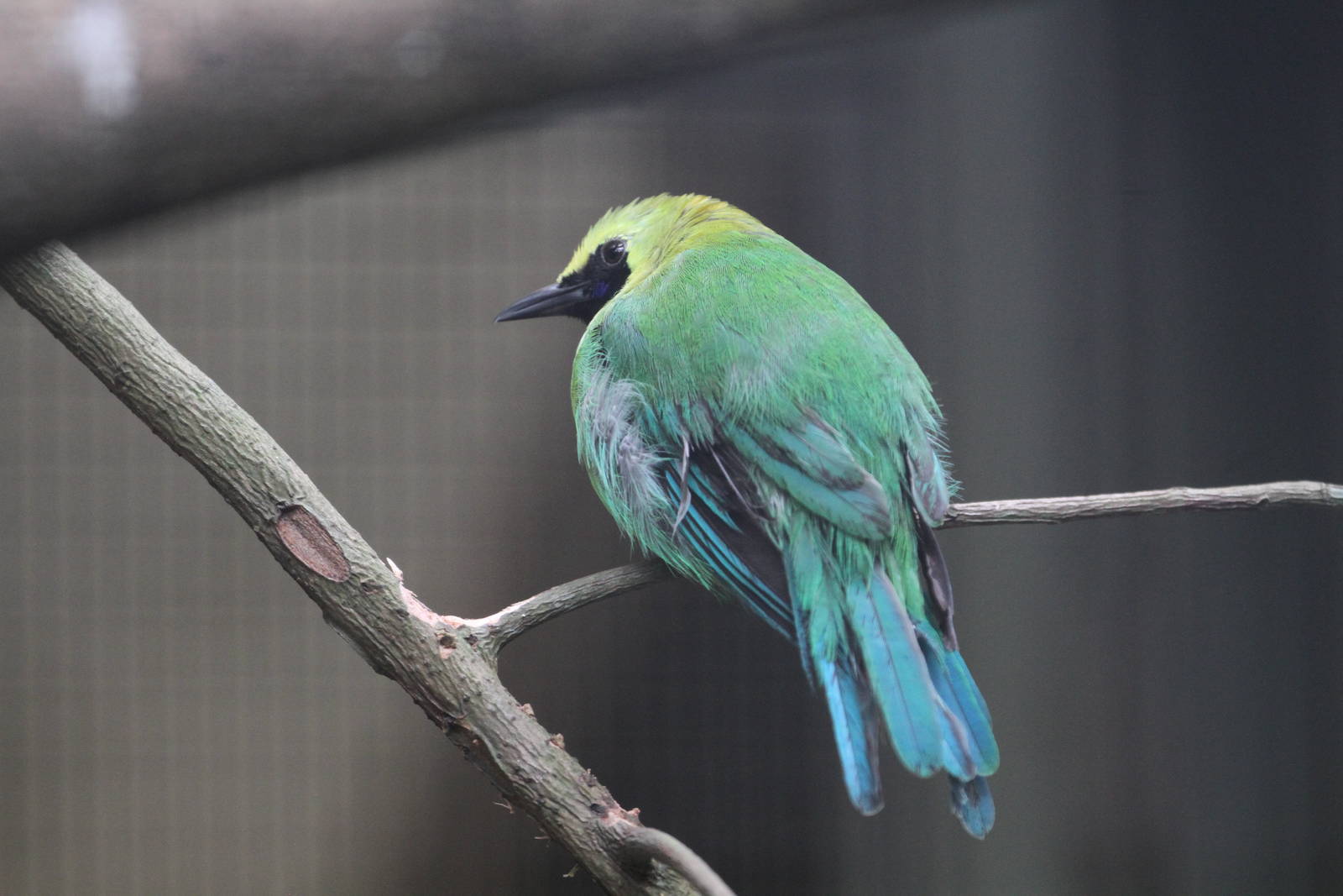Blue-winged Leafbird?