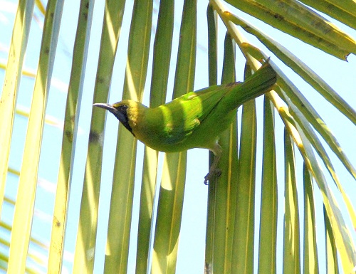 Blue-winged leafbird ?