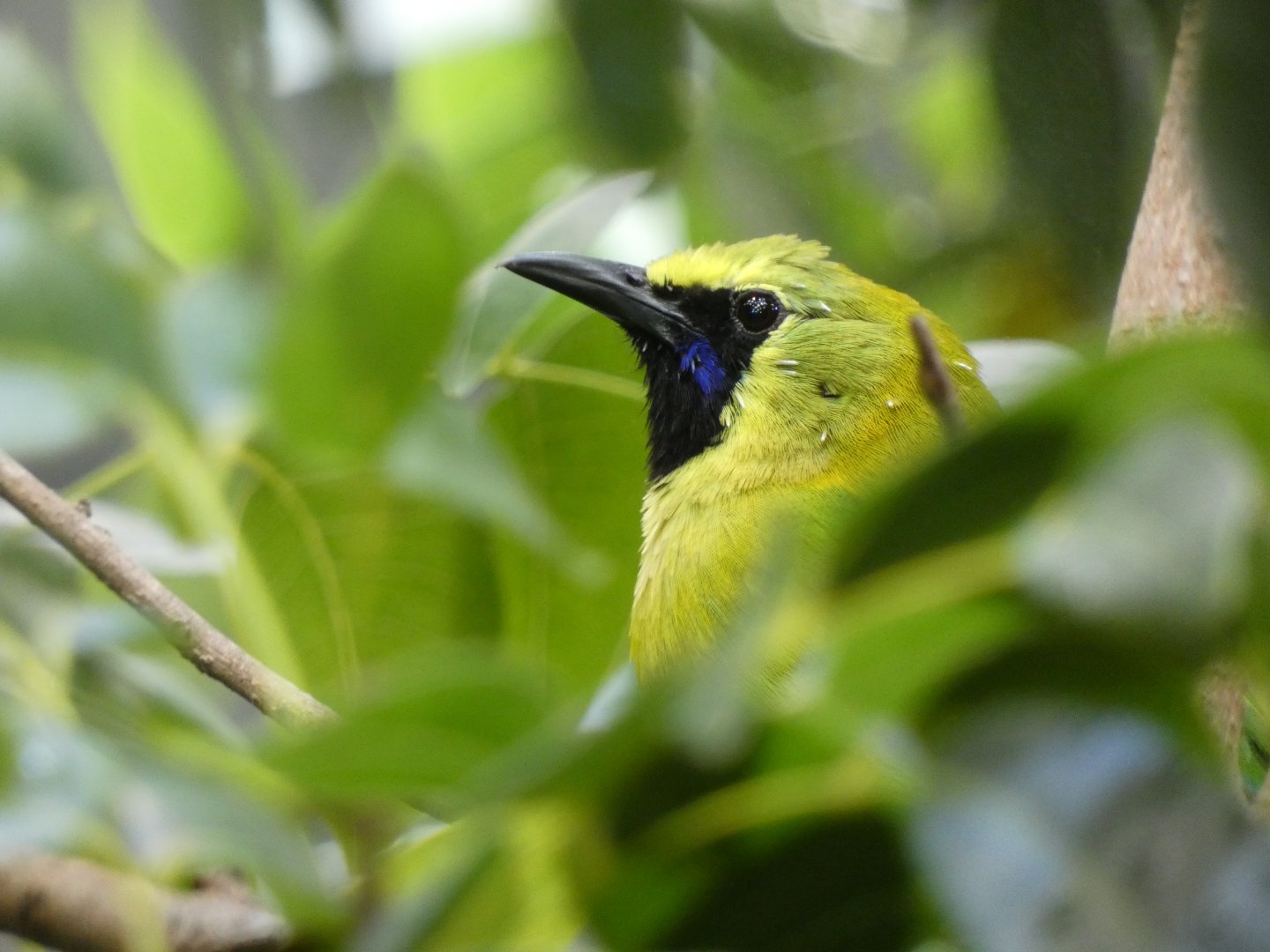 Blue-winged leafbird
