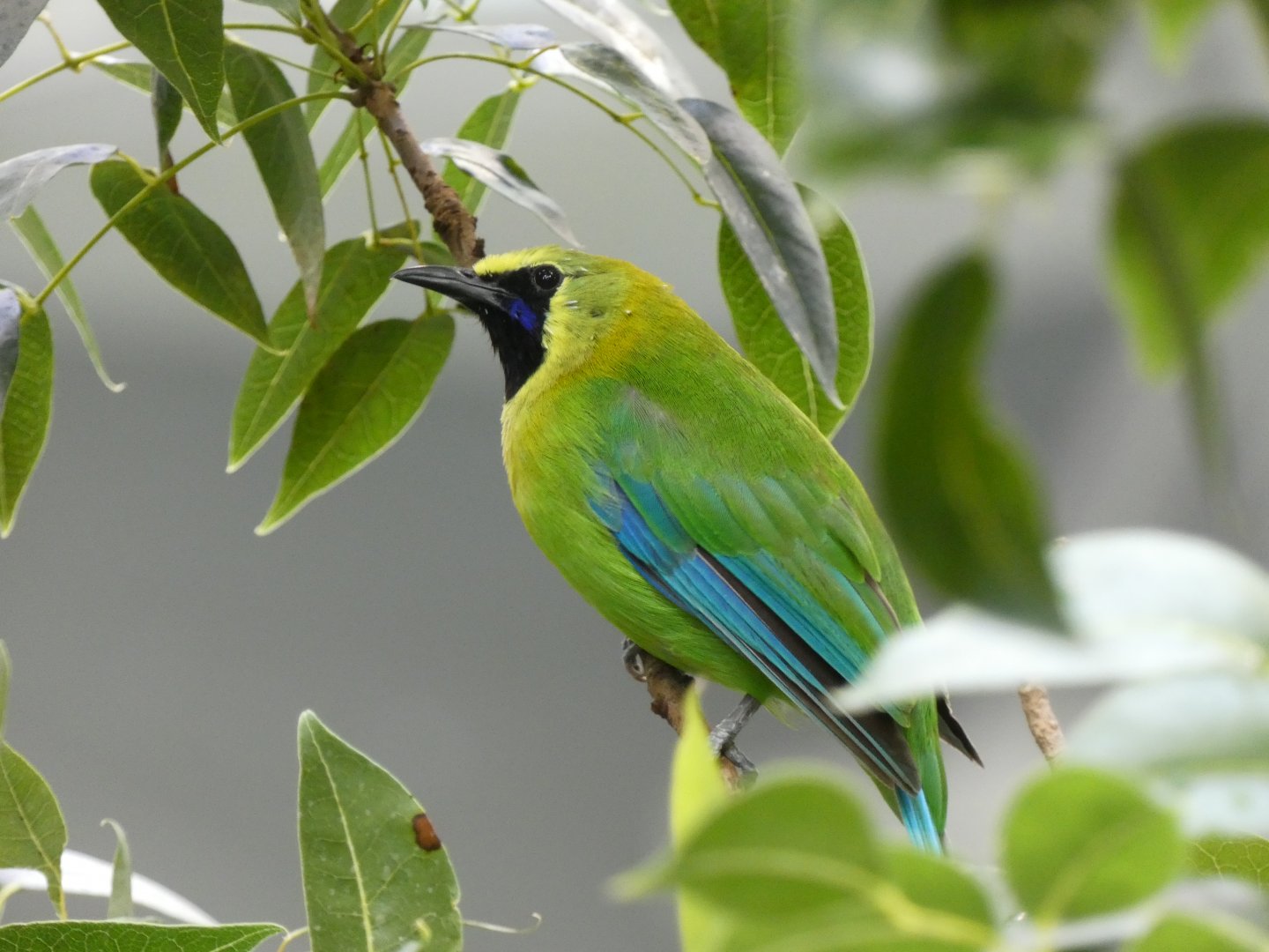 Blue-winged leafbird