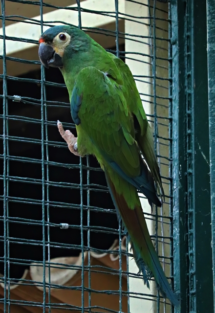 Blue-winged macaw (Primolius maracana)