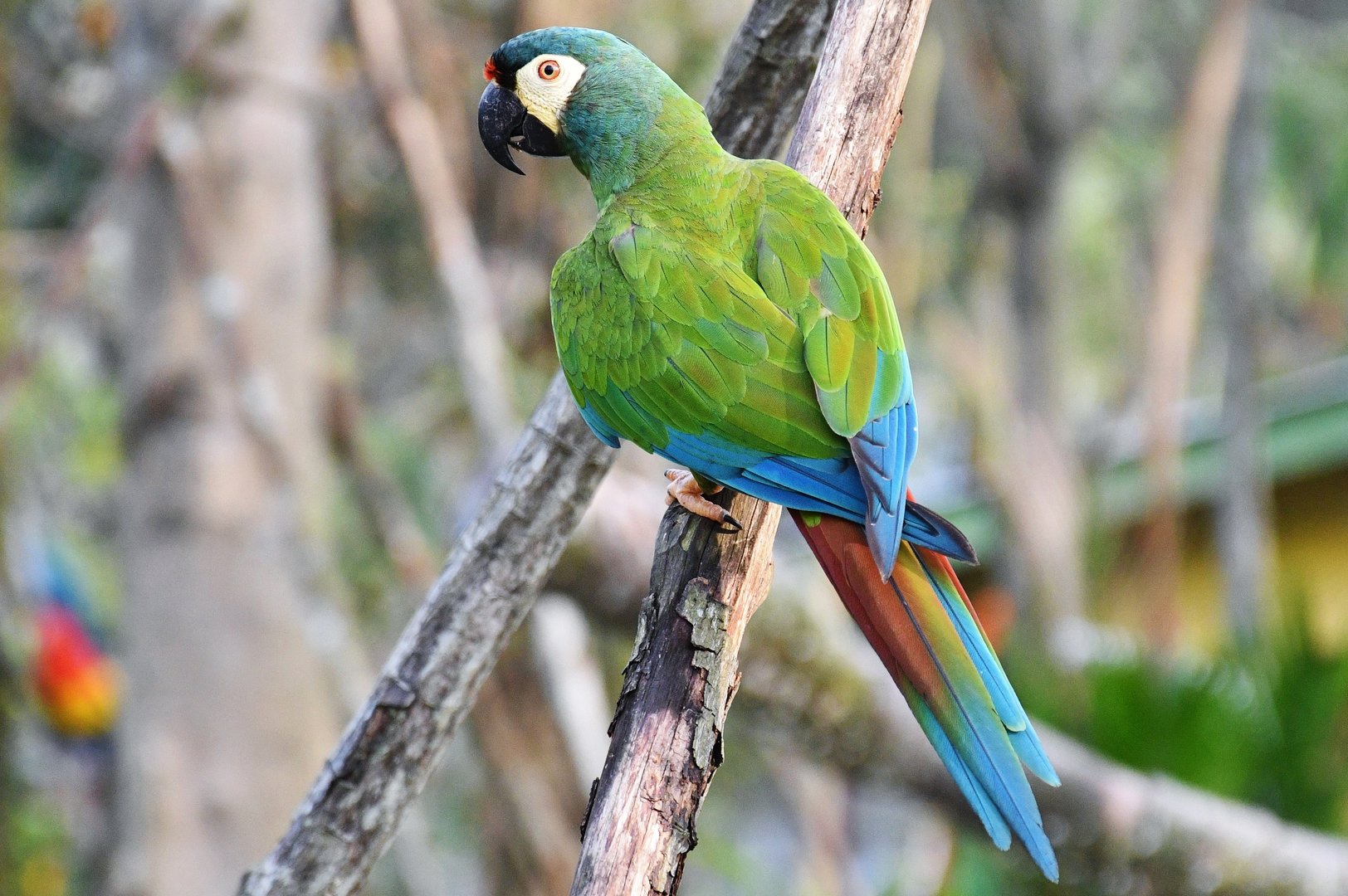 Blue-winged Macaw (Primolius maracana)