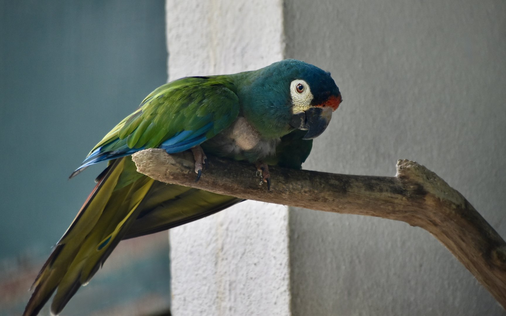 Blue-Winged Macaw (Primolius maracana)