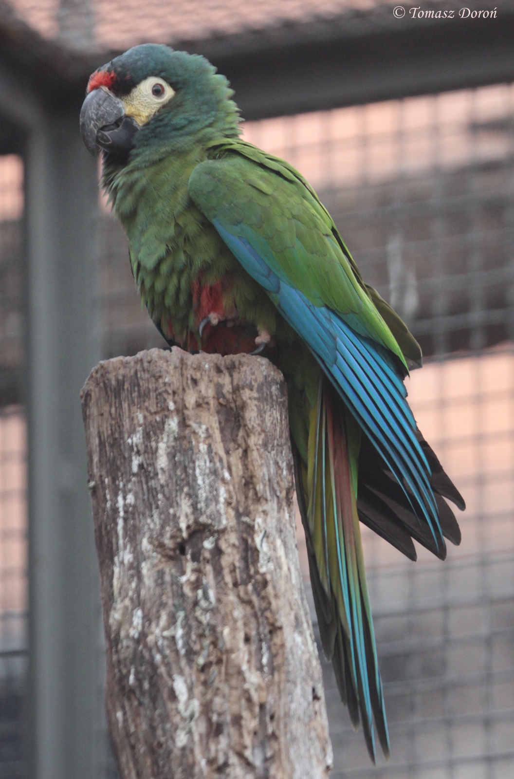 Blue-winged Macaw (Propyrrhura maracana)