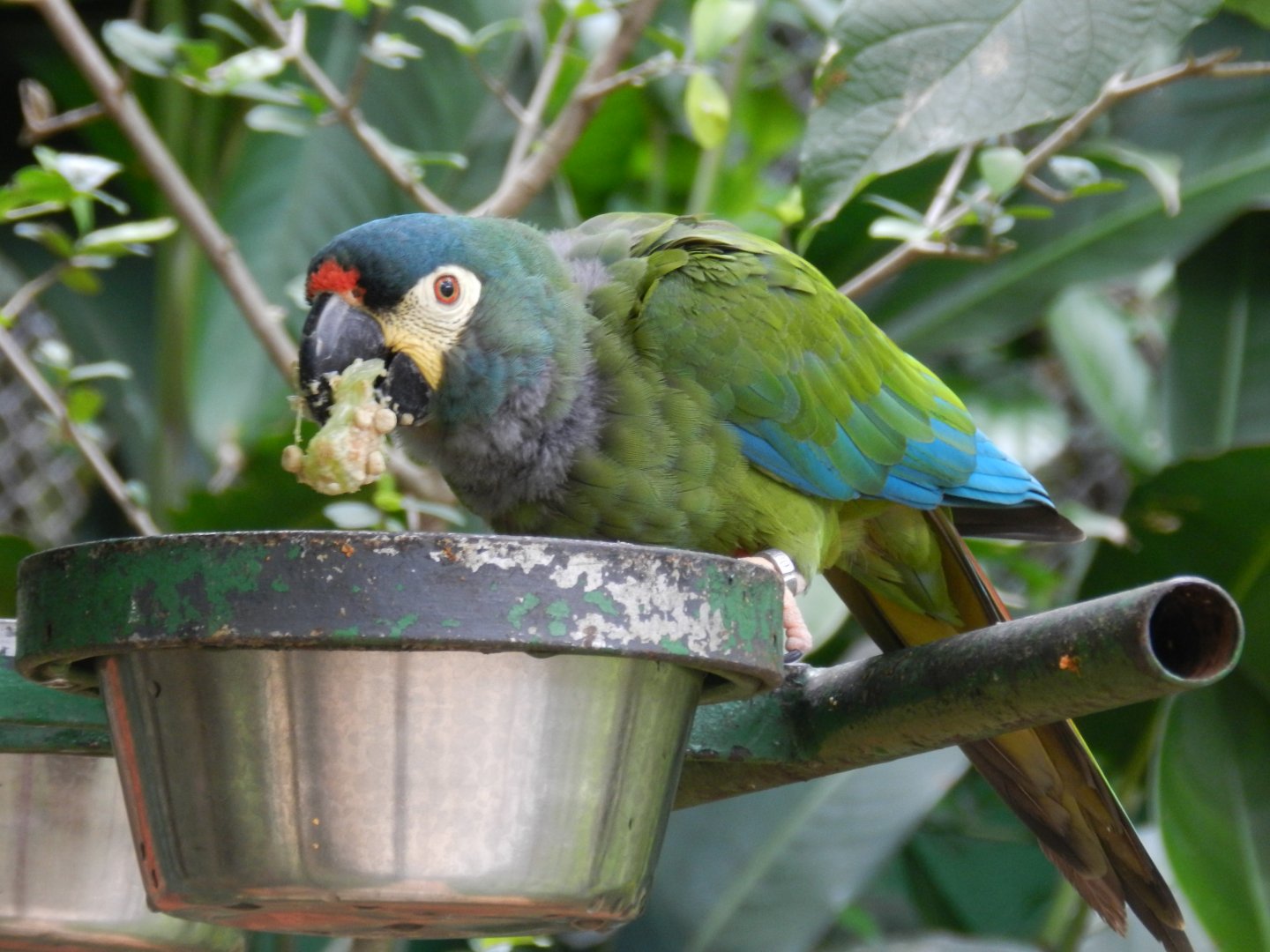 Blue-winged macaw (Walkthrough aviary) - Belo Horizonte zoo