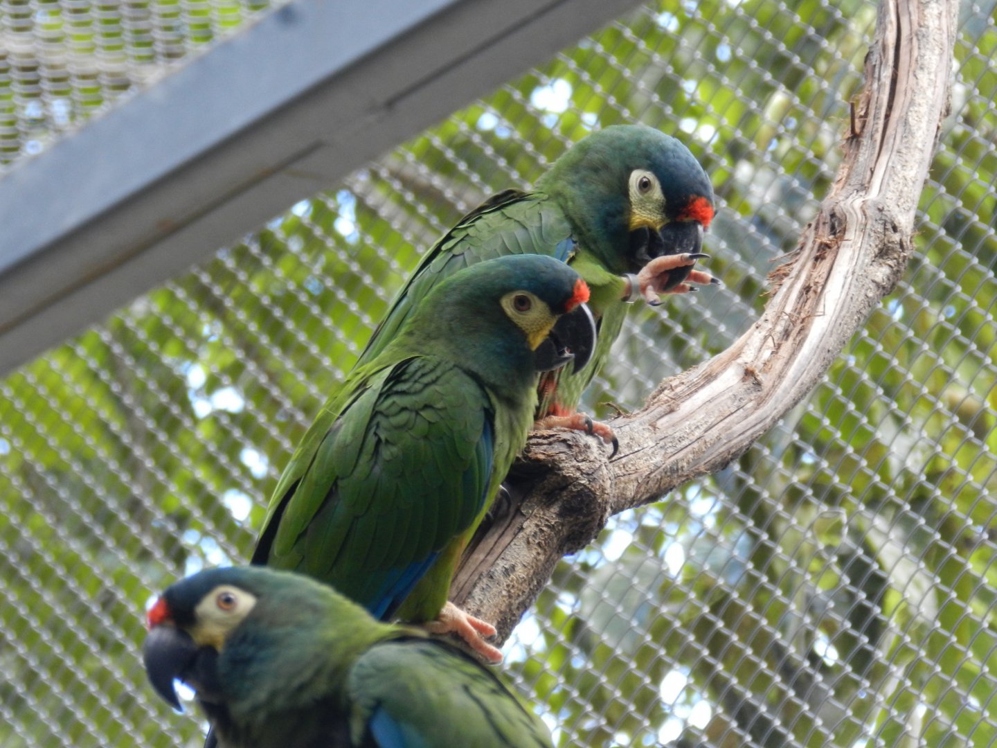 Blue-winged macaw (Walkthrough aviary) - Belo Horizonte zoo