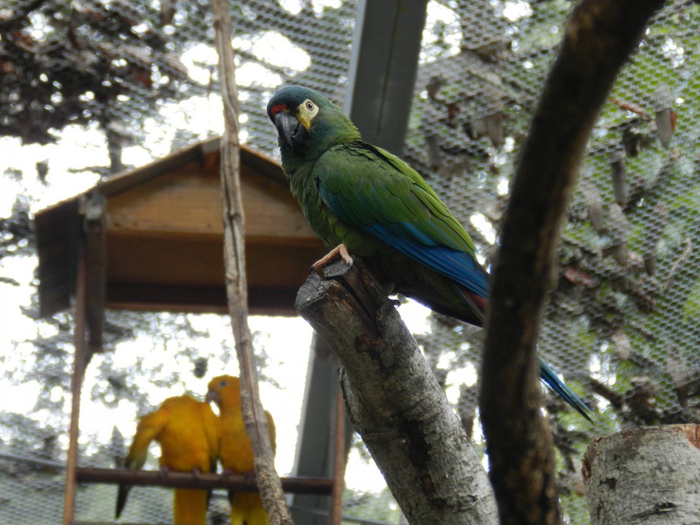 Blue-winged macaw (Walkthrough aviary) - Belo Horizonte zoo