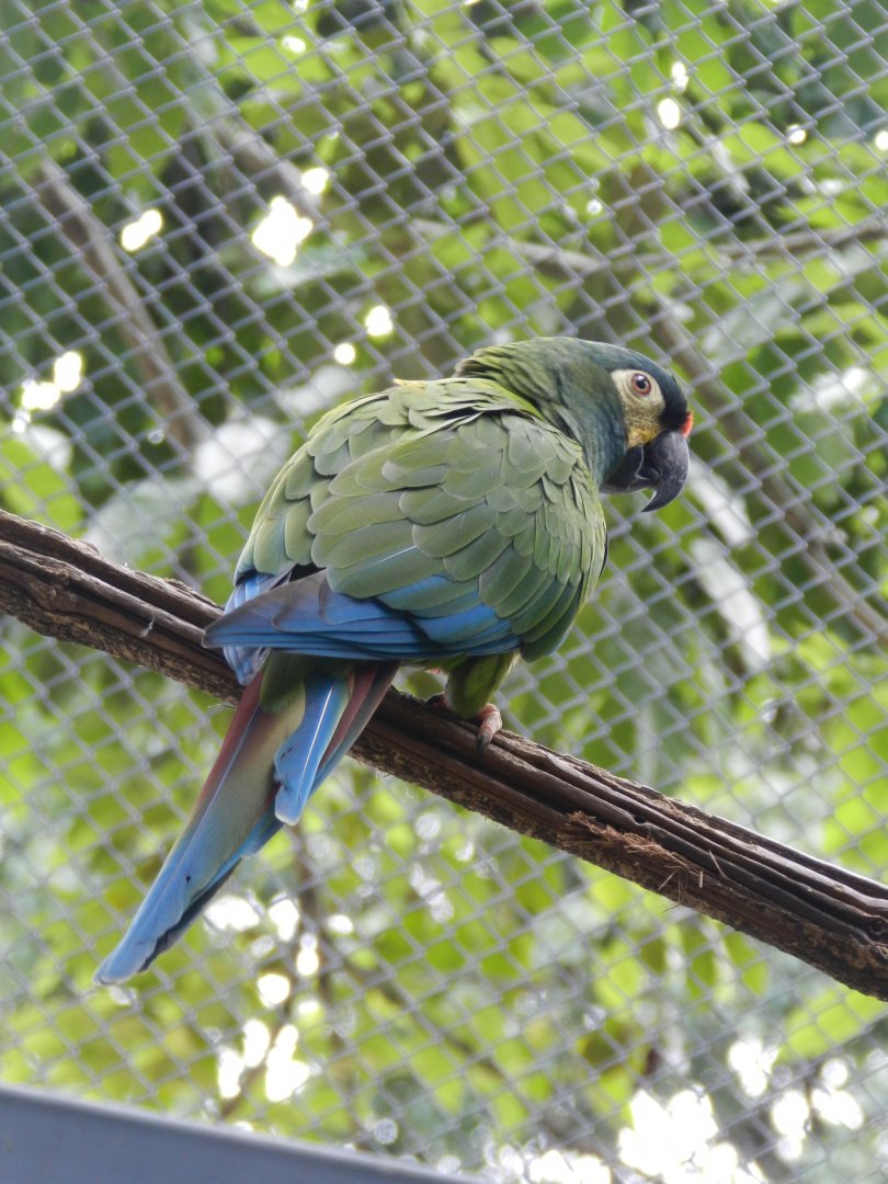 Blue-winged macaw (Walkthrough aviary) - Belo Horizonte zoo
