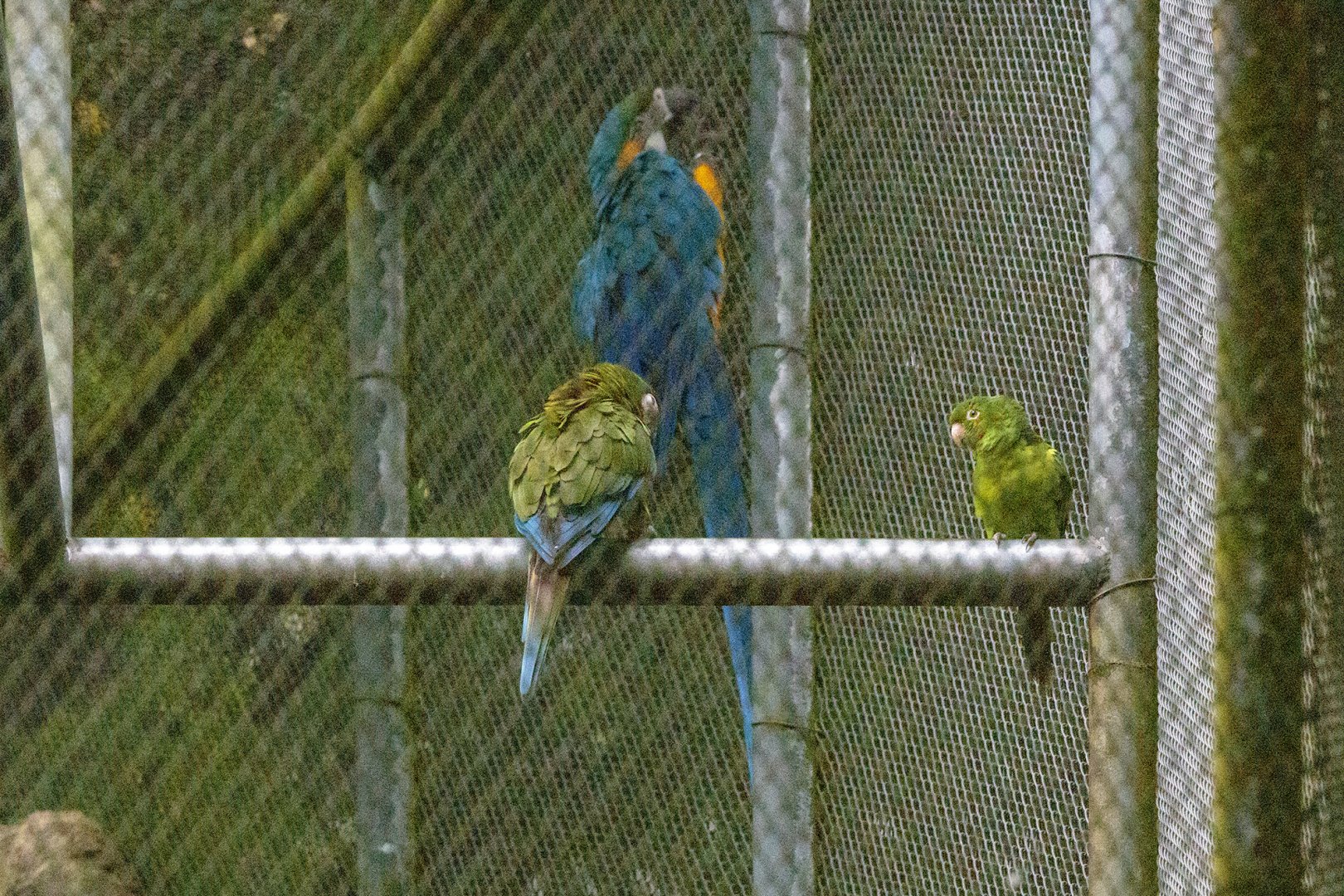 Blue-winged Macaw, White-eyed Parakeet and Blue-and-Yellow Macaw