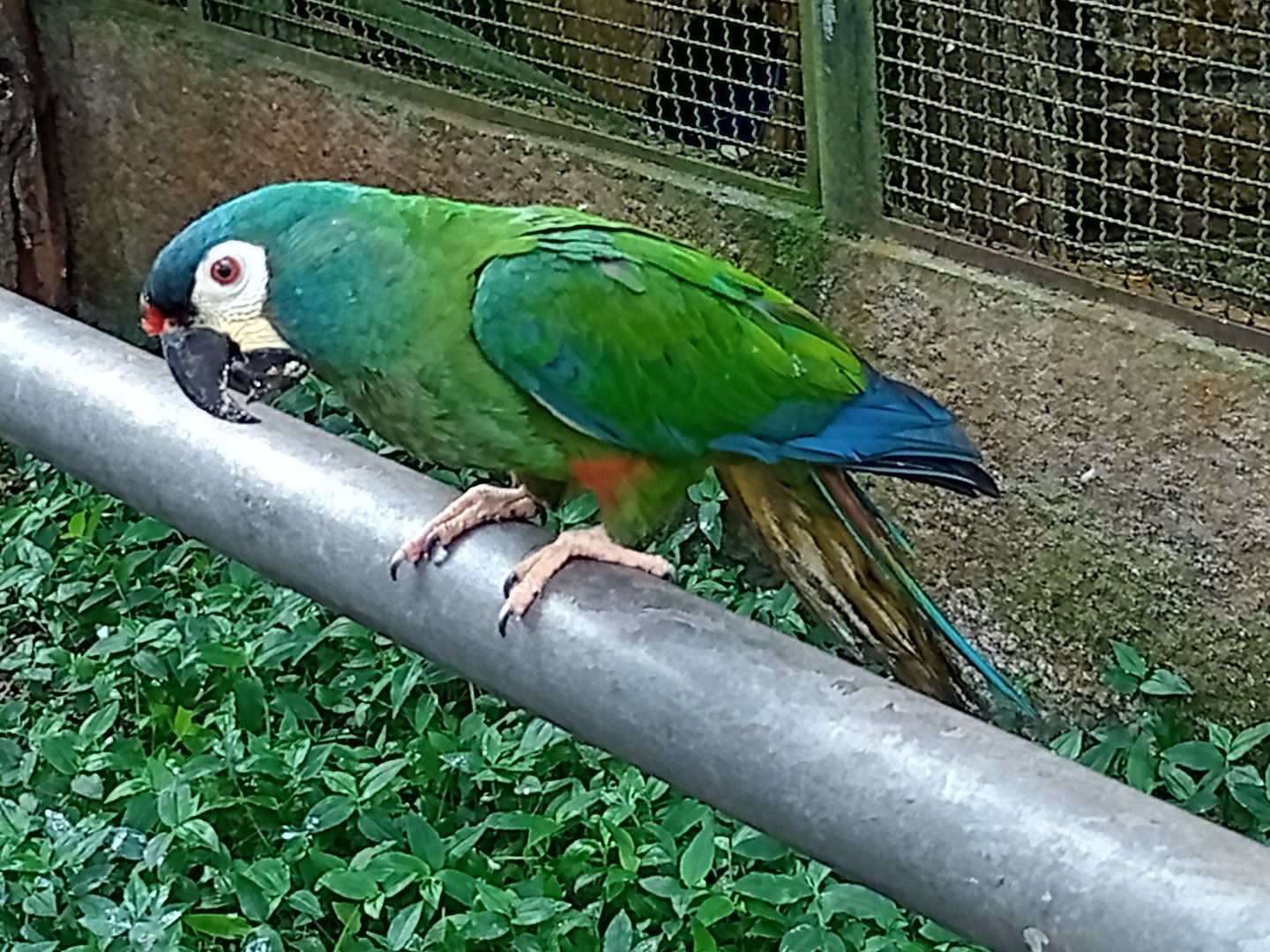Blue winged macaw